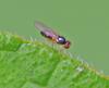 353779 – Photo : Oryctes – France (59)